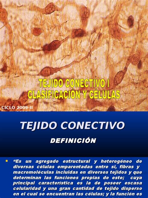 Tejido Conectivo I CÉlulas Y Clasificacion Pdf Fibroblastos Tejido Conectivo