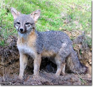 Trapper Ran Nuisance Wildlife Specialists