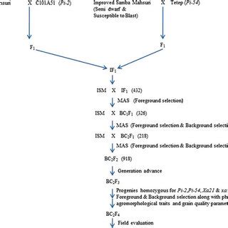 Schematic Diagram For Introgression Of Blast Resistance Genes Into