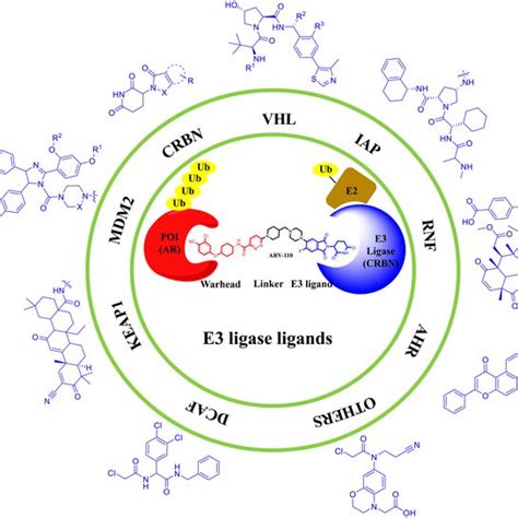 A Variety Of Small Molecules That Serve As The Ligands For Vhl E