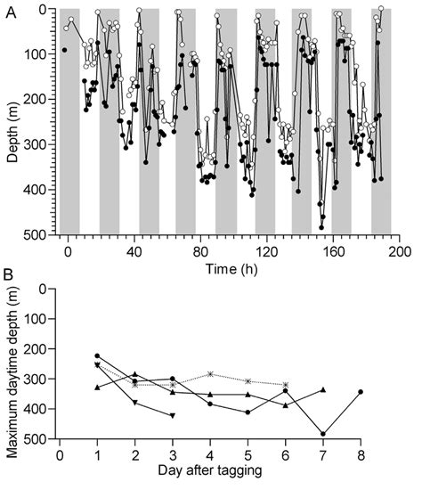 Dosidicus gigas. Progressive increase in daytime depths during ...