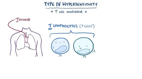 Type IV hypersensitivity: Video, Anatomy & Definition | Osmosis