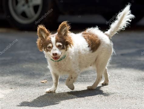 Aged funny dog walking down the street — Stock Photo © photobac #3597824