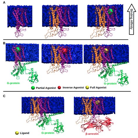 Molecules Free Full Text Utilization Of Biased G Protein Coupled