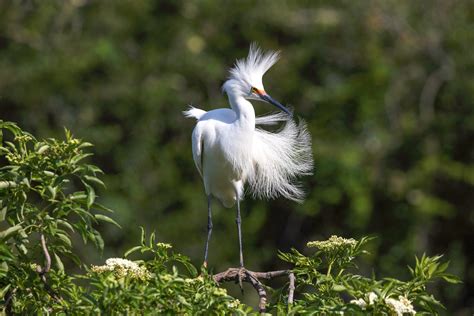 Little Egret Breeding Plumage