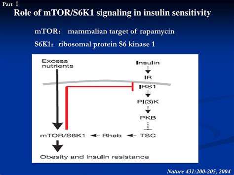 Ppt Mechanisms For Improved Insulin Sensitivity By Branched Chain