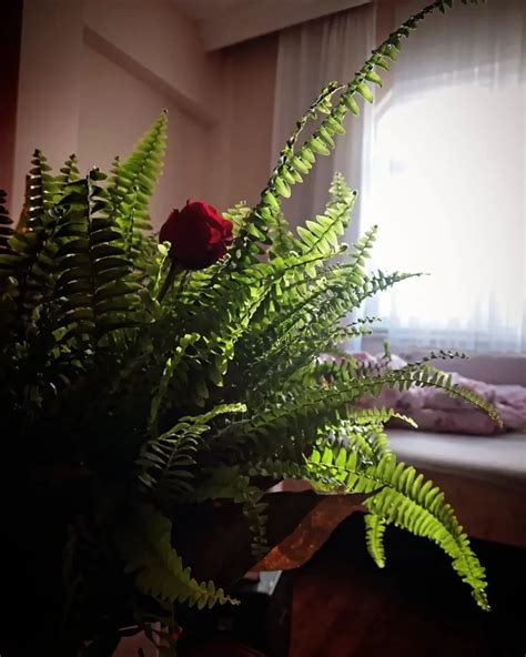 Boston Fern Care Guide for Lush Indoor Greenery