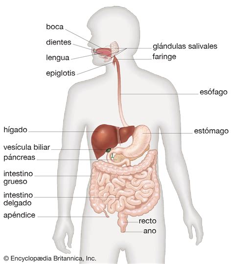 Sistema Digestório Britannica Escola