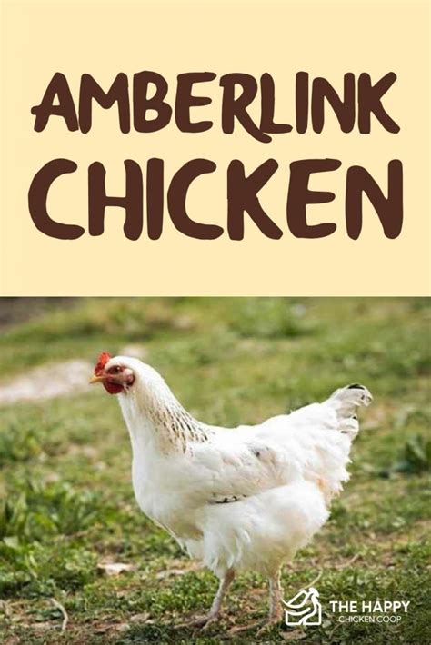 Amberlink Chicken Breed - Laying, Temperament, Characteristics