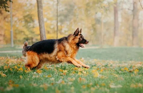 Hoy Es El Día Nacional Del Perro La Emotiva Historia De Chonino El