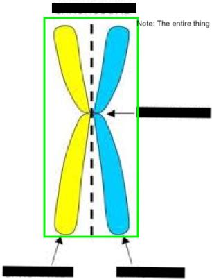 Science Mitosis Review Flashcards Quizlet