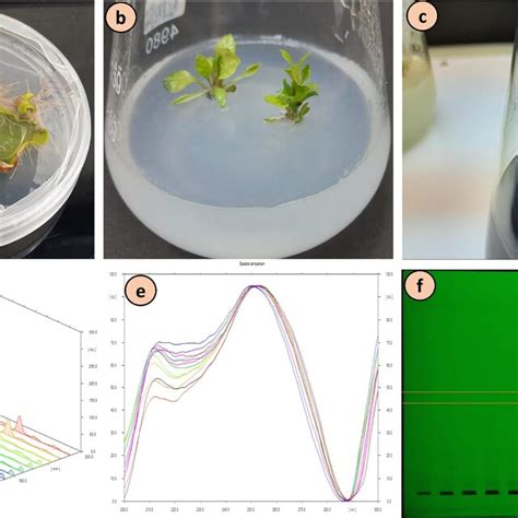 A In Vitro Root Multiplication B C In Vitro Shoot Multiplication D