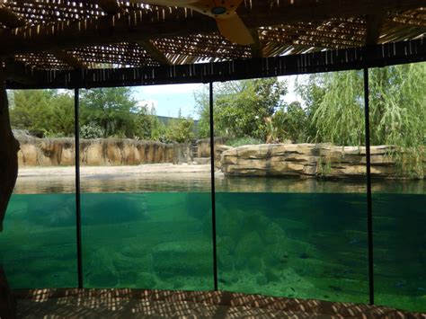 5/21/2018 - Nile Hippo Habitat - ZooChat