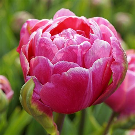 Get Tulip Amazing Grace Spring Flowering Bulbs In Mi At English Gardens Nurseries Serving