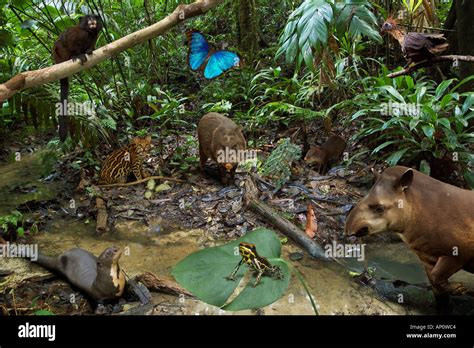 AMAZON RAINFOREST ANIMALS montage Stock Photo: 5106115 - Alamy