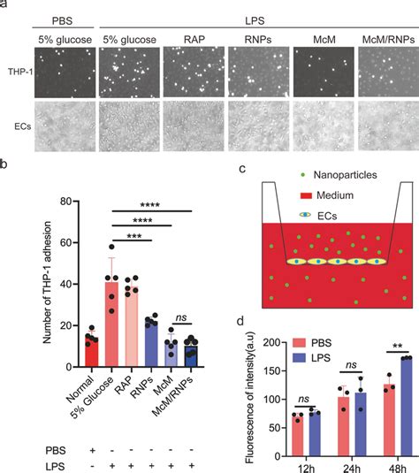 The Adhesion Of Monocytes On Inflammatory Endothelial Cells And The