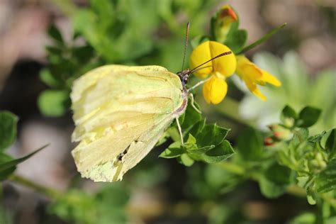 Citronfjäril Gonepteryx rhamni I naturen Flickr