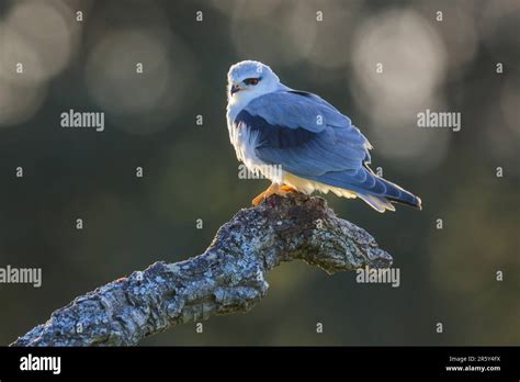 Black Winged Kite Elanus Caeruleus Spain Stock Photo Alamy