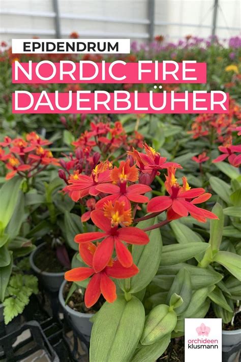 Epidendrum Nordic Fire Dauerblüher mit orange roten Blüten und 1