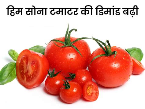 Tomato Price Update Tomato Wholesale Rate Tamatar Himachal Solan