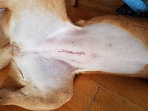Cachorro Castrado Antes E Depois - Castração de cachorro fêmea: Idade, Procedimento e Recuperação