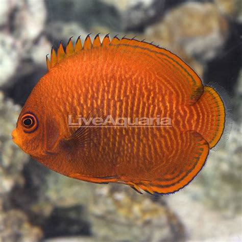 Virginia - Live Goods - Golden angelfish | Reef2Reef