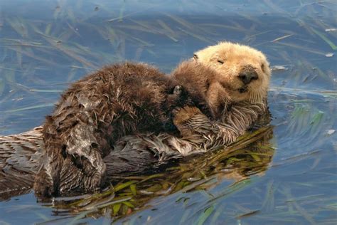 Sea Otter Mom and Pup Picture, Baby, Photograph, Morro Bay, Photo Print ...