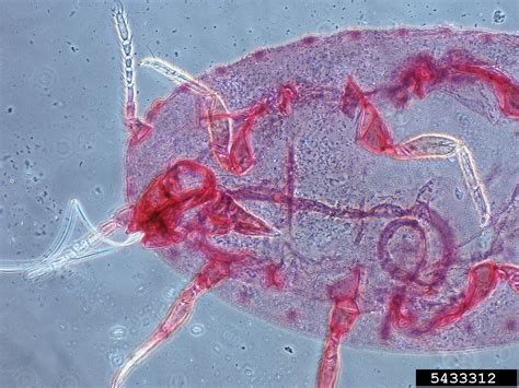 Pineapple Mealybug Dysmicoccus Brevipes