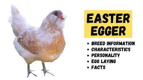 Easter Egger Chicken - Egg Laying, Temperament, & Breed Information