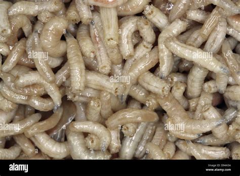 Blowfly maggots, close-up Stock Photo - Alamy