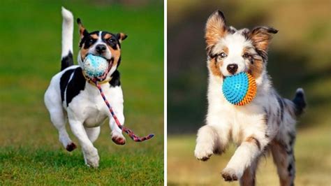 Cómo calmar a un perro con mucha energía Petlife