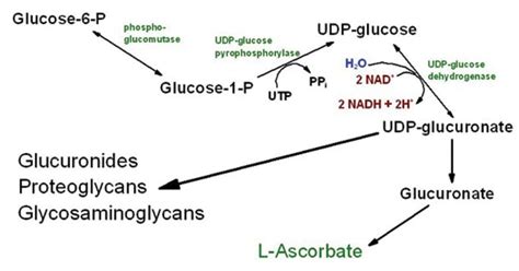 Uronic Acid Pathway