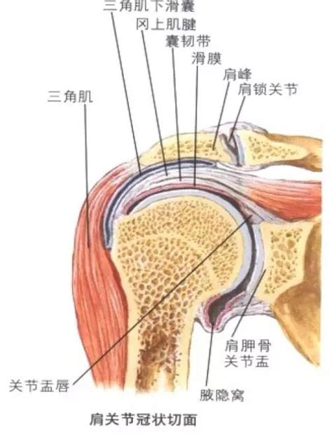 练完胸肩膀痛怎么办？练这三个 知乎