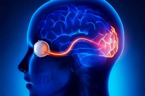 Ojo y cerebro qué relación existe Área Oftalmológica Avanzada