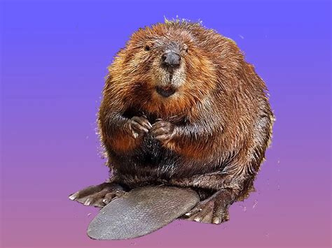 Six Fun Facts About The North American Beaver New England Historical