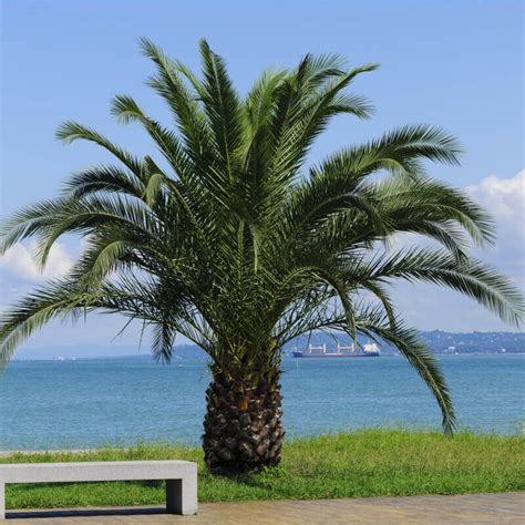 Seeds Of Dwarf Date Palm Phoenix Roebelenii The Original Off