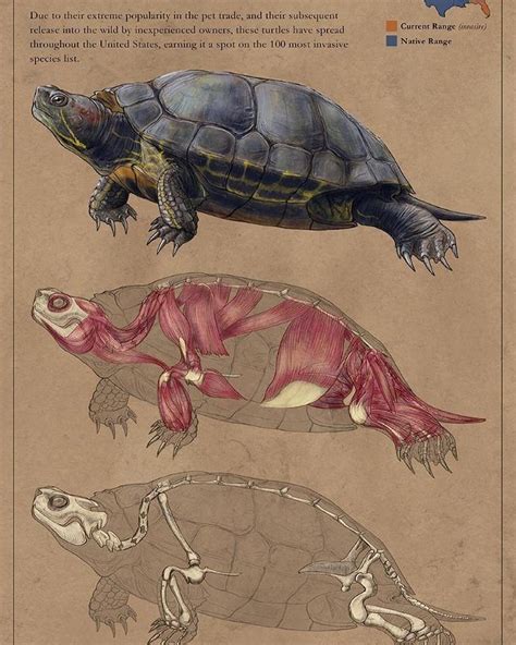 Turtle Anatomy #turtle #anatomy #animalanatomy #reptile #herp # ...