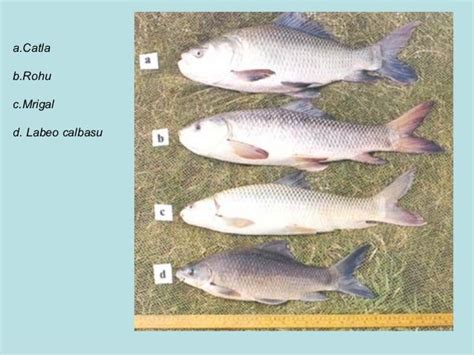 Carp breeding1