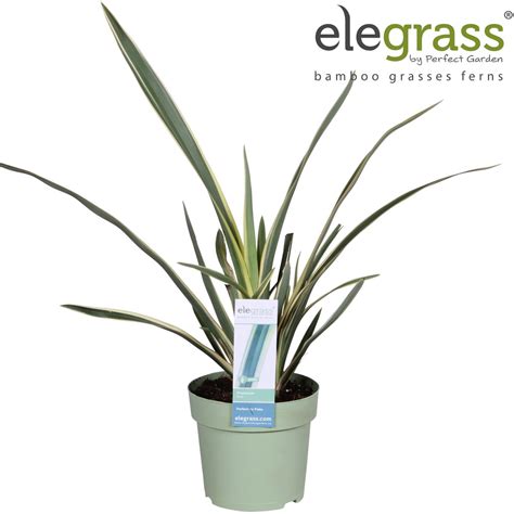 Phormium Duet — Plant Wholesale Floraccess