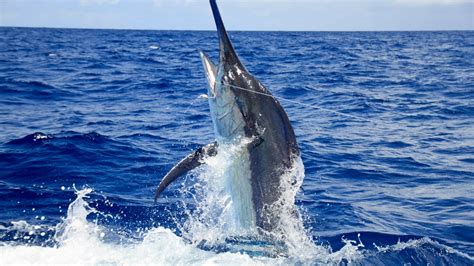 Massive 776 Pound Blue Marlin Caught Orange Beach Alabama