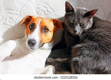 Elle Se Fait L Cher La Chatte Par Son Chien Les Meilleures Images