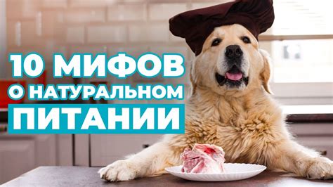 10 мифов о НАТУРАЛЬНОМ КОРМЛЕНИИ. Чем правильно кормить собаку? - YouTube