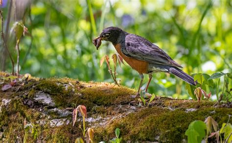 Do American Robins Migrate? - Owen Deutsch Photography