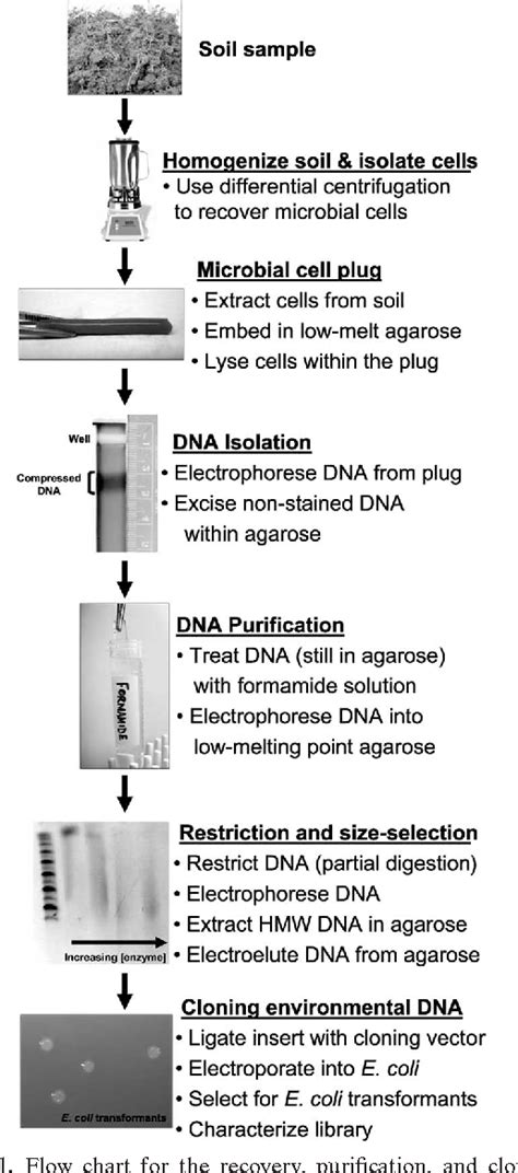 Figure 1 From High Molecular Weight DNA From Soil 2008 Recovery