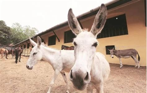 Donkey Population Rises In Pakistan Economic Survey Reveals