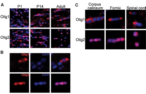 Bhlh Transcription Factor Olig1 Is Required To Repair Demyelinated