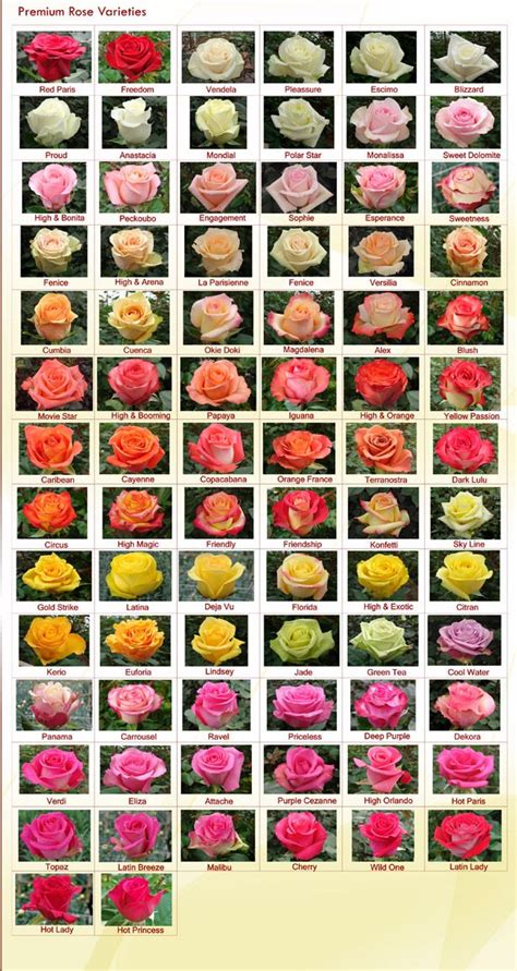 Rose Varieties Rainforest Farms And Bouquets Rose Varieties Types