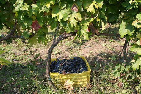 Una Vendemmia A 5 Stelle Per Il Primitivo Di Manduria