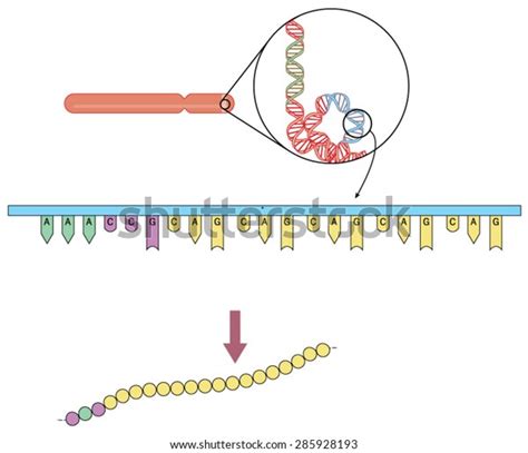 Genetics Huntingtons Disease Showing Chromosome 4 Stock Vector Royalty Free 285928193