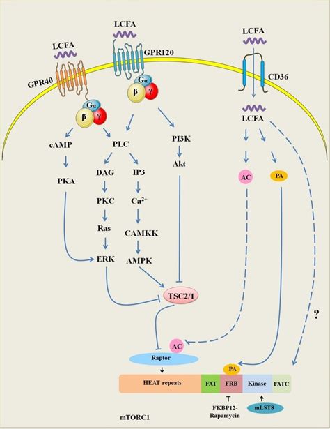 Lcfas Sensing By Mtorc1 The Downstream Signaling Pathways Of Gpr40 And Download Scientific